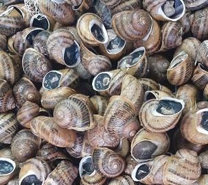 Lumache Helix Aspersa Maxima 2,5 Kg, vive