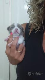 chihuahua 