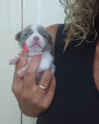 chihuahua 