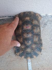 Tartaruga marginata