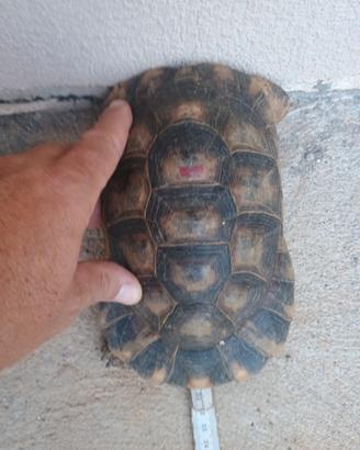 Tartaruga marginata