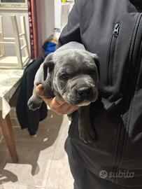 Cane corso
