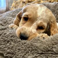 Cuccioli cocker spaniel