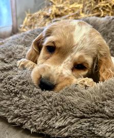 Cuccioli cocker spaniel