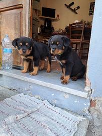 Rottweiler
