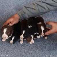 Cuccioli border collie