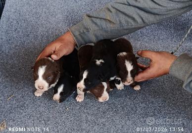 Cuccioli border collie