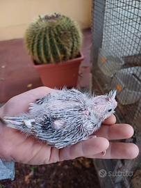 Pappagalli calopsite