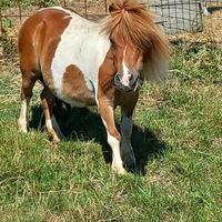 Mini shetty 11 anni