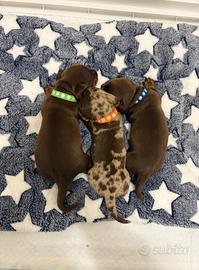 Bassotto cioccolato con pedigree ENCI cuccioli