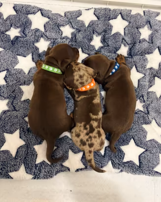 Bassotto cioccolato con pedigree ENCI cuccioli