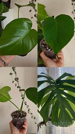 monstera deliciosa 