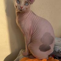 Maschio Sphynx per monta