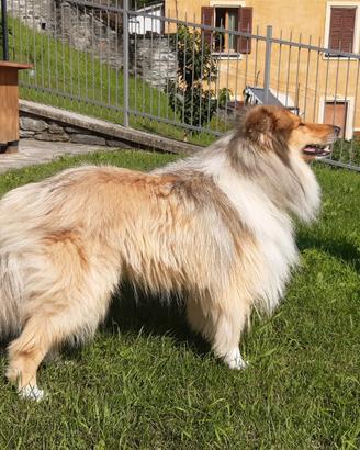 Pastore scozzese maschio per monta o accoppiamento