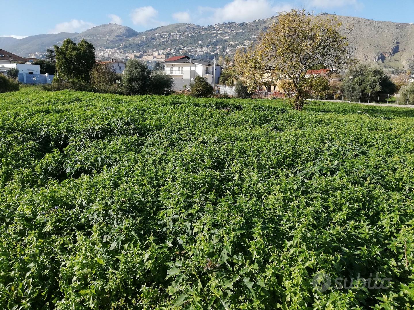 Terreno agricolo - Zona Via Santicelli - Vista 5