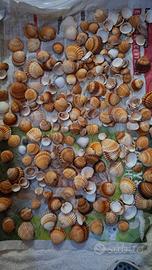Conchiglie per decorazioni, acquari o fai da te