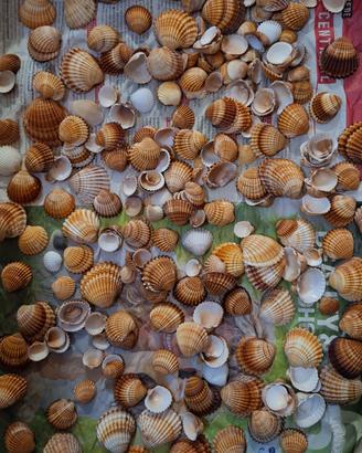 Conchiglie per decorazioni, acquari o fai da te