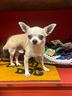 crazy-dog-chihuahua-2-mesi