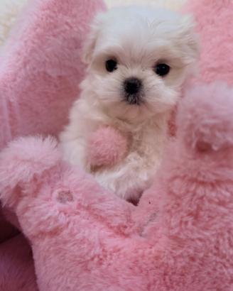 Maltese cuccioli