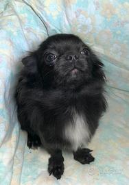 Chihuahua blu PL con pedigree