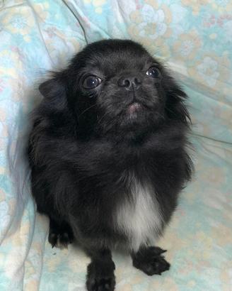 Chihuahua blu PL con pedigree