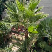 Piante di washingtonia