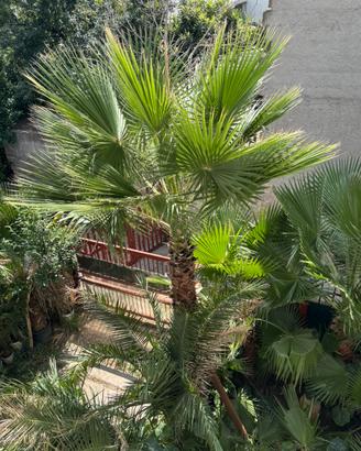 Piante di washingtonia