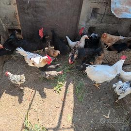 Galline, galli, pollastre, polli e anatre