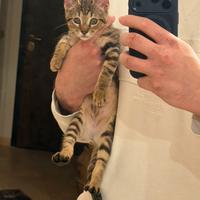 Gattino in dono