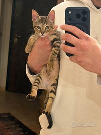 Gattino in dono