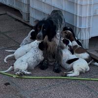 Cucciolata Setter Inglesi