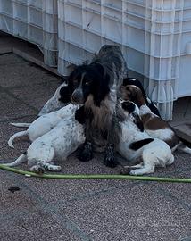 Cucciolata Setter Inglesi