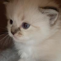 Cucciola ragdoll