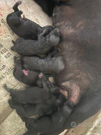 Staffy