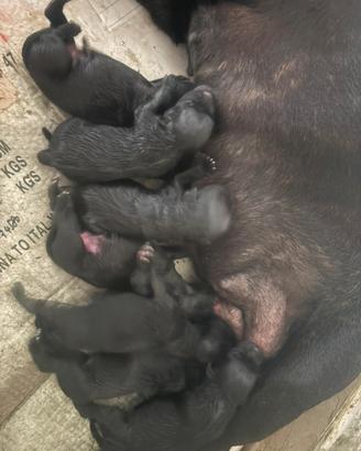 Staffy