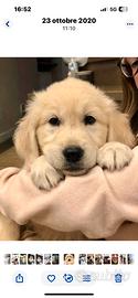 Golden Retriever cuccioli