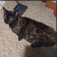 PANDORA giovane gattina