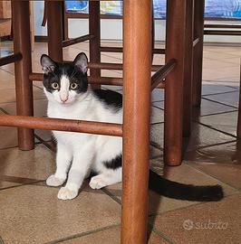 Gattina 5 mesi