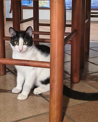 Gattina 5 mesi