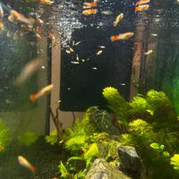 Guppy incroci colori rari