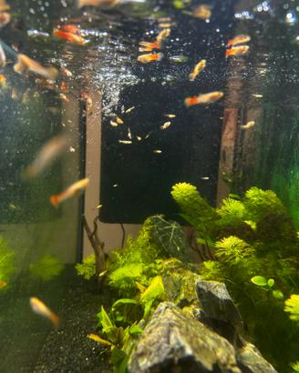 Guppy incroci colori rari
