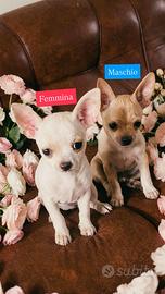 Chihuahua toy