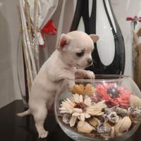 Chihuahua femminuccia mini pelo corto