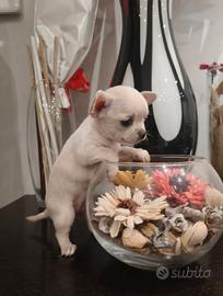 Chihuahua femminuccia mini pelo corto