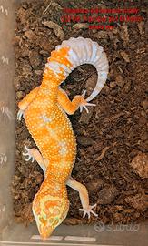 Geco leopardino Tremper
