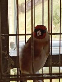 Uccello cardellino