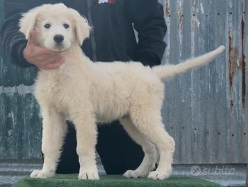 Cuccioli maschi di pastore abruzzese