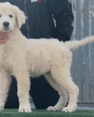 Cuccioli maschi di pastore abruzzese