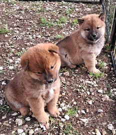 Shiba inu cuccioli