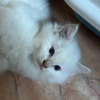 Cucciolo ragdoll